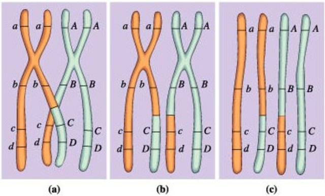 Entrecruzamiento - Recombinación