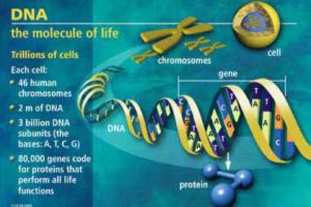 Los genes codifican las proteinas