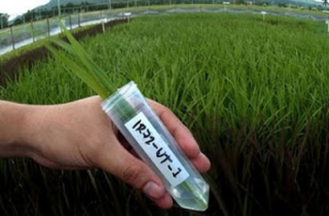 Aislar el material genético