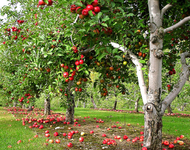 Apple orchards start