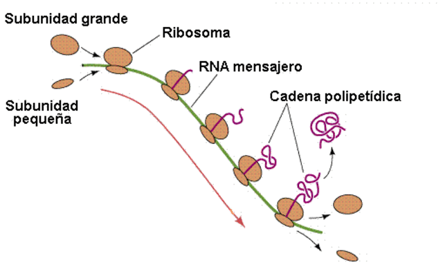 Codificación de proteínas