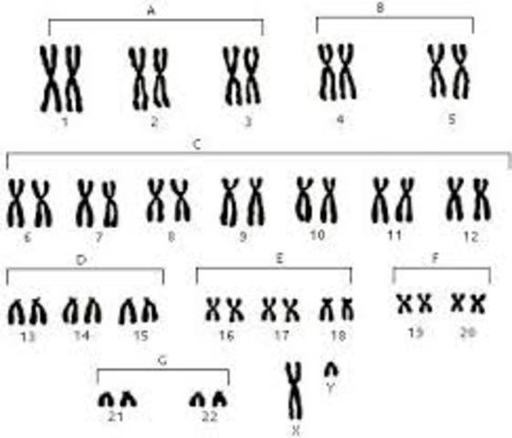Proyecto genoma humano