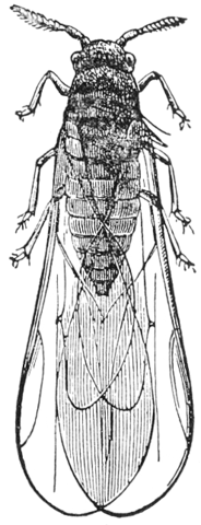 Arrivada de la fil·loxera