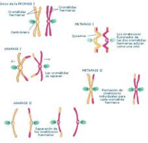 Entrecruzamiento cromosómico