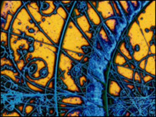 World Wide Web (WWW) Becomes avaliable to the Public