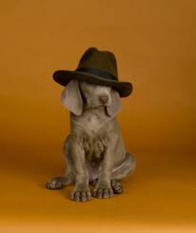 William Wegman