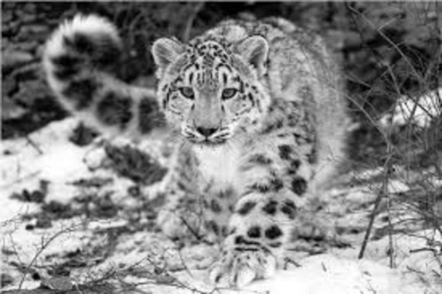 First photo taken of the snow lepard