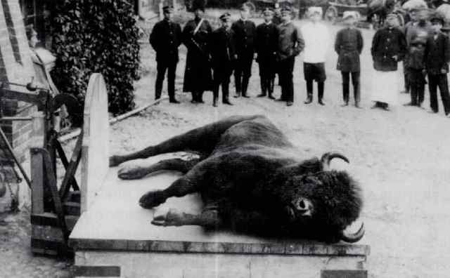 End of Buffalo Population