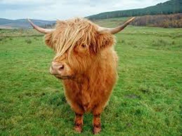 Mandela lived a happy childhood