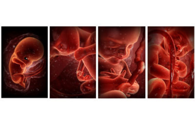 Deveopment in the Womb