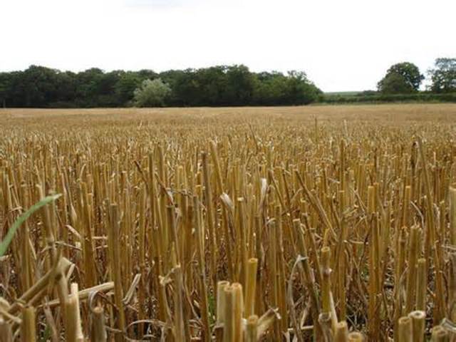 Eurpean Agricultural Revolution