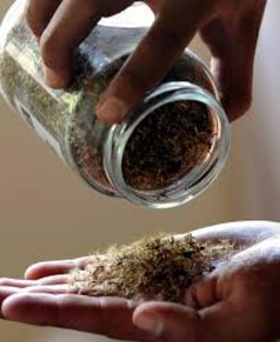 Texas Seed Bill Vetoed