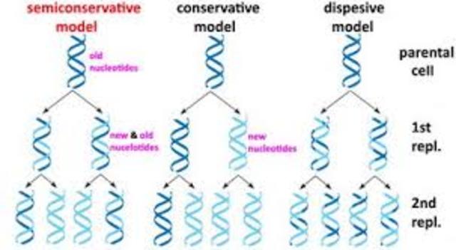 Experimento de Meselson-Stahl.