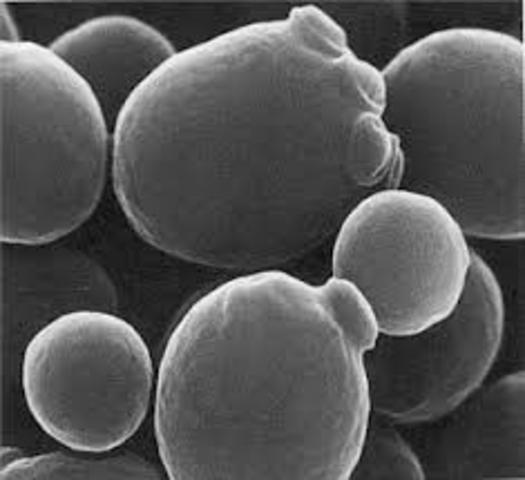 SECUENCIA COMPLETA DE EUCARIOTA