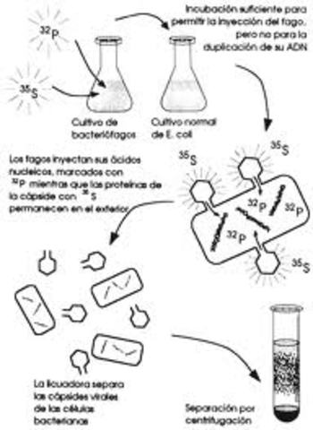 AISLAR EL MATERIAL GENETICO