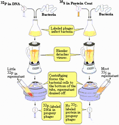 Experimento de Hershey y Chase
