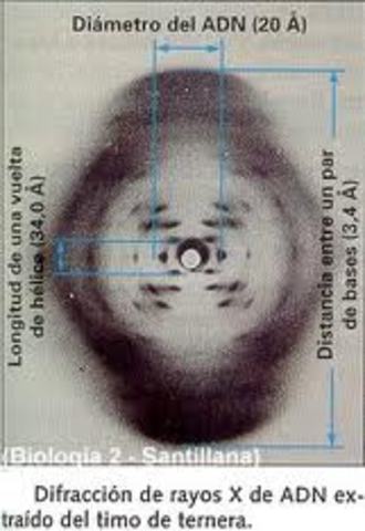 Hershey-Chase y Rosalind Franklin