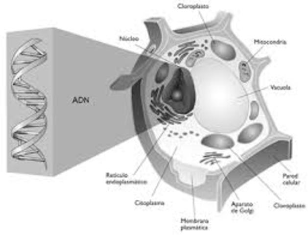 Oswald Theodore Query, Colin Madlod y Madyn Mccarty