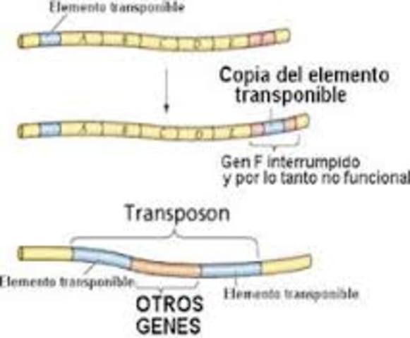 Erwin Chargah, Barbara Mcclintock