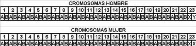 Joe Hin Tjio y Albert Levan