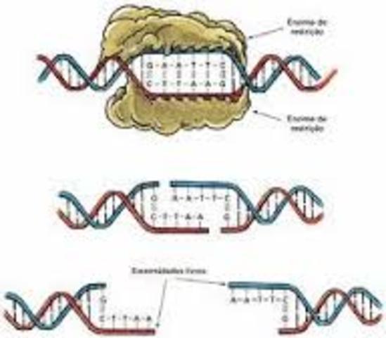 Se descubre las encimas de restricción