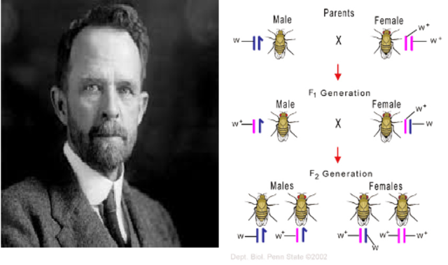 Work of Morgan on sex-linkage