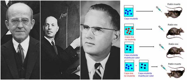 «factor transformante»