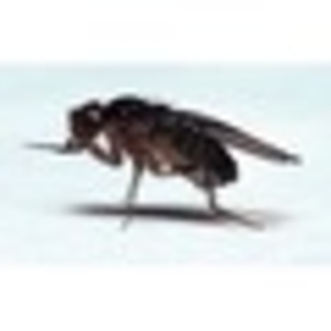 Drosophila