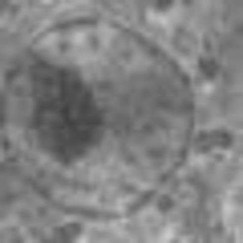 Descubrimiento del núcleo de la células eucariotas.