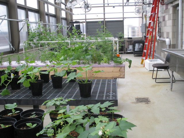 Establishment of the Greenhouse