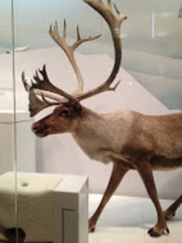 Natural History Museum