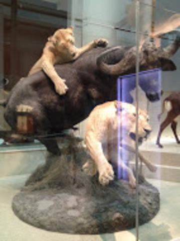 Museum of Natural History