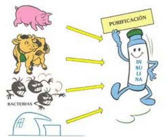 La insulina