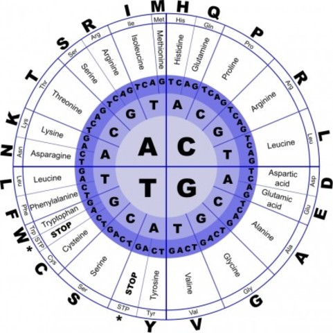 Proyecto Genoma Humano