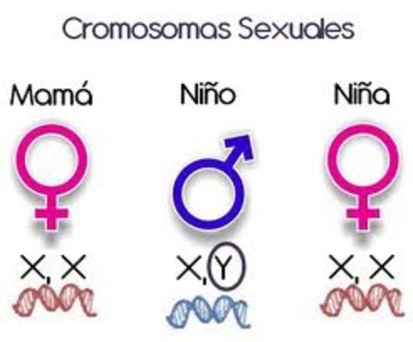 Los cromosomas como unidades hereditarias