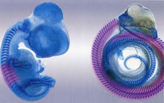 Síntesis evolutiva moderna.