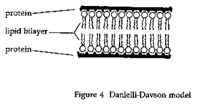 Danielli and Davson: The First Proposed Membrane Model