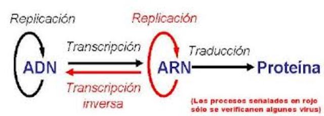 Transcripción inversa