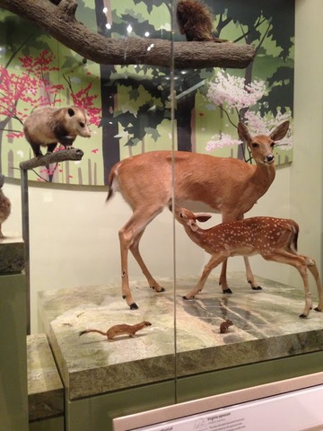 Natural History Museum