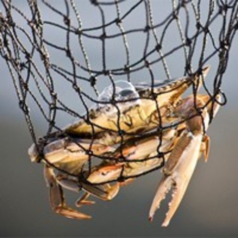 New Blue Crab Regulations