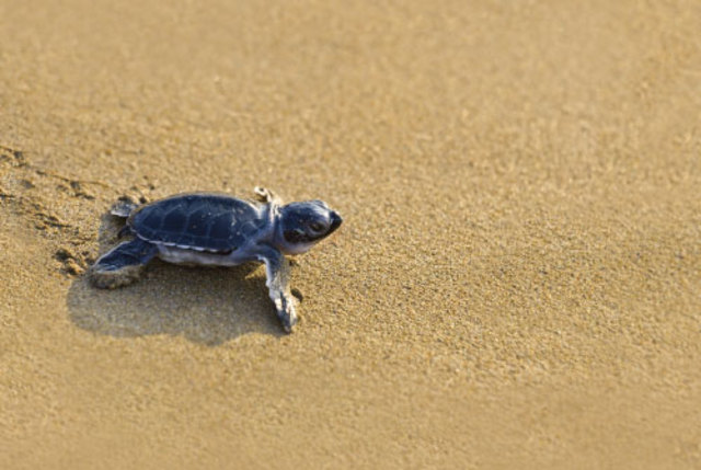 Disney Brothers Studio