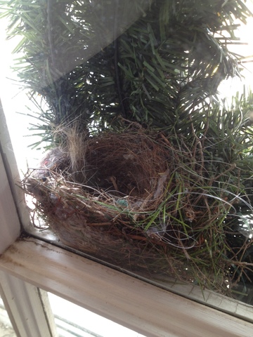 We found this nest between a wreath and our living room window