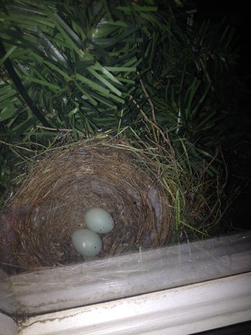 Notice first 2 eggs in the nest!