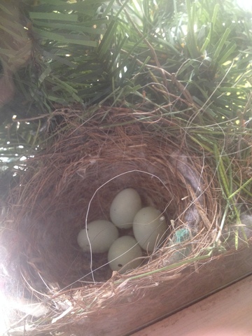 Now there is 4 eggs!