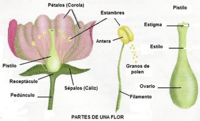 se confirma la reproducción sexual en las plantas.