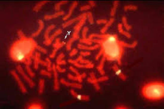 . Míescher descubre la nucleína