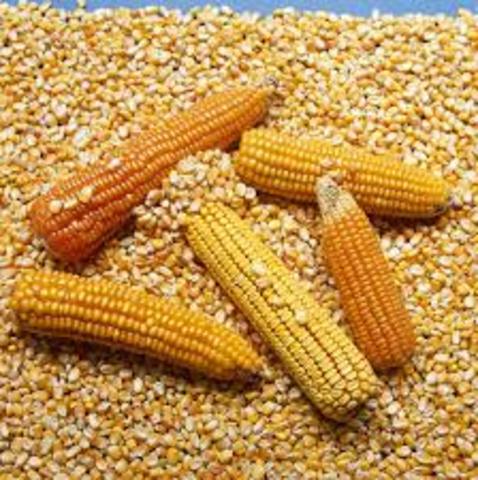 El Dr. Salomón Horovitz  logra desarrollar un maíz resistente a la langosta