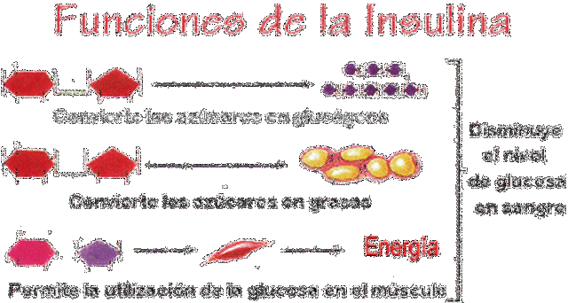 Es secuenciada la primera proteina: la insulina