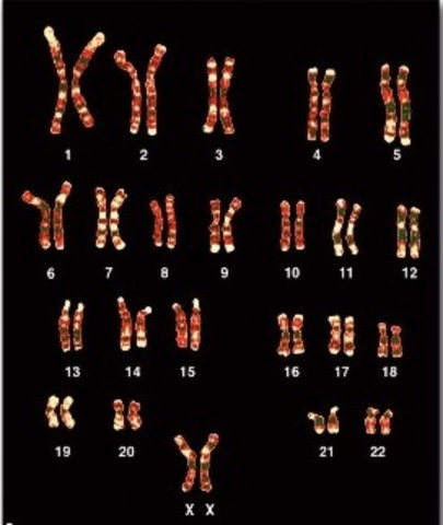 Se identifican los 23 pares de cromosomas en las células del cuerpo humano.