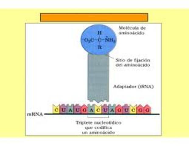 F. Crick propone la hipótesis del adaptador.